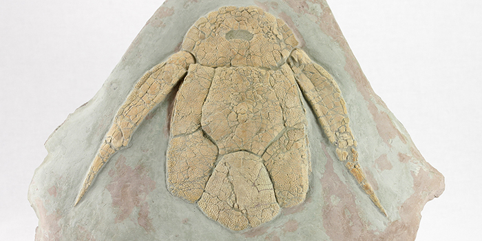 Bothrioleois ordini