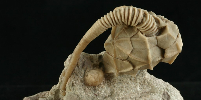 Echino1